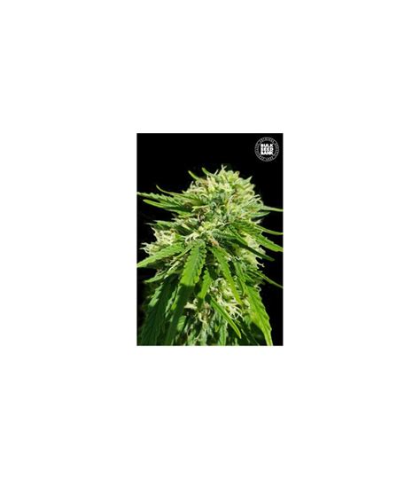 CBD Good Wild Shark Bulk Seed Bank CBD Seeds On Sale