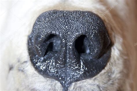 Polar bear nose Stock Photo by ©Nomadsoul1 3615658