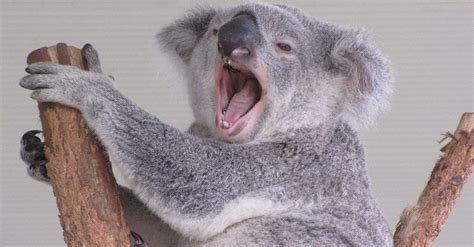 Koala Teeth: Everything You Need to Know - IMP WORLD