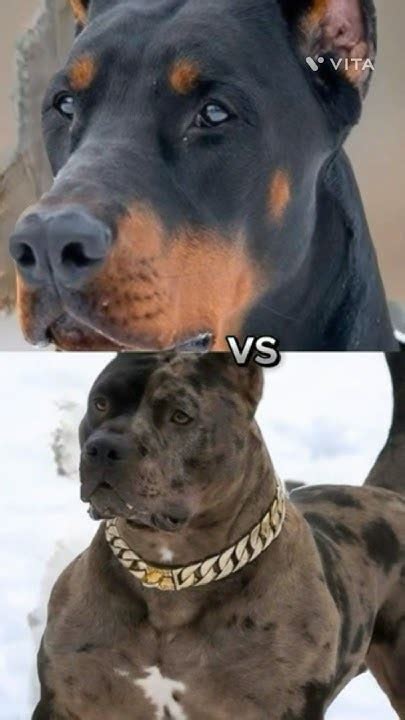 Doberman Vs Pitbull Dogo Argentino Cane Corso 🔥💥 Shorts