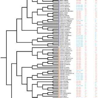 Phylogeny of Bufonidae and Ranidae species included in Pagel's λ model ...