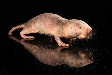 Naked Mole Rat Longevity Gene Extends Lifespan In Mice