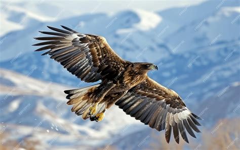 Premium Photo | Shot of an eagle powerful wingspan