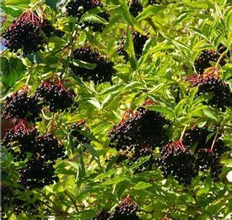 Бузина черная Серенада - купить с доставкой по выгодным ценам в ...