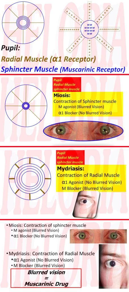 Mydriasis: What Is It, Pronunciation, Causes, Glaucoma Risk, 60% OFF