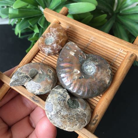 34g 4pcs Natural Ammonite Conch Shell Specimen From Madagascar Pd244 Ebay