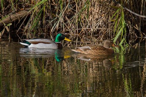 Las 10 Primeras Aves De La Guía De Aves De Guadalajara Senderismo