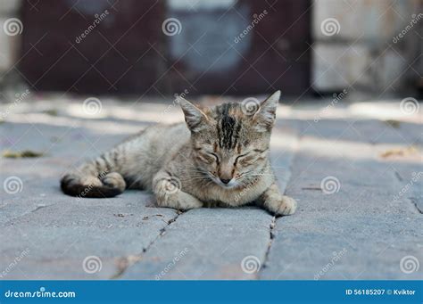 Tabby Cat Laying On The Ground Stock Image Image Of Face Outdoor