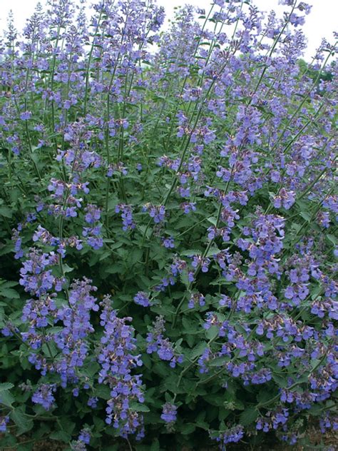 Nepeta Six Hills Giant