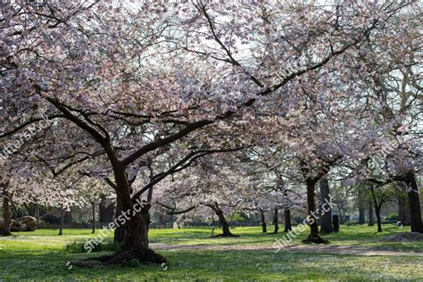 CHERRY BLOSSOM TREES PRUNUS KANZAN SHIROTAE Editorial Stock Photo