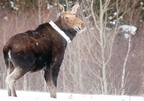 DNR researcher: Wolves a factor making moose recovery “difficult” - The ...