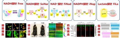 基于遗传编码荧光蛋白探针的细胞代谢监测技术 光遗传学与合成生物学交叉学科研究中心