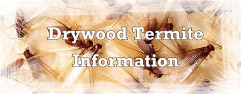 Drywood Termite Information And Identification