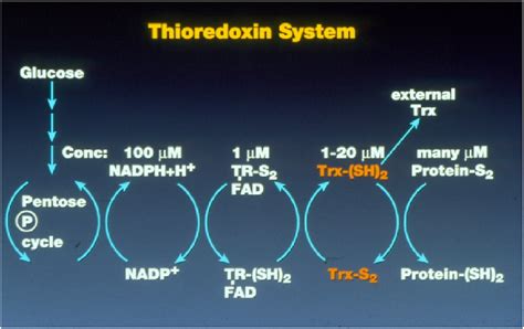 The Thioredoxin System Illustrated By Prof Arne Holmgren Tr