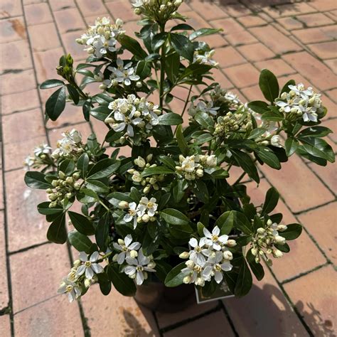 Choisya Ternata 'Mexican Orange Blossom' 4L - Lushingtons