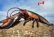 categorythe worlds largest lobster wikimedia commons