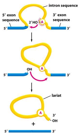 When A Mature MRNA Was Hybridized To Its Gene Certain Loops Were Observed These Loops Represent