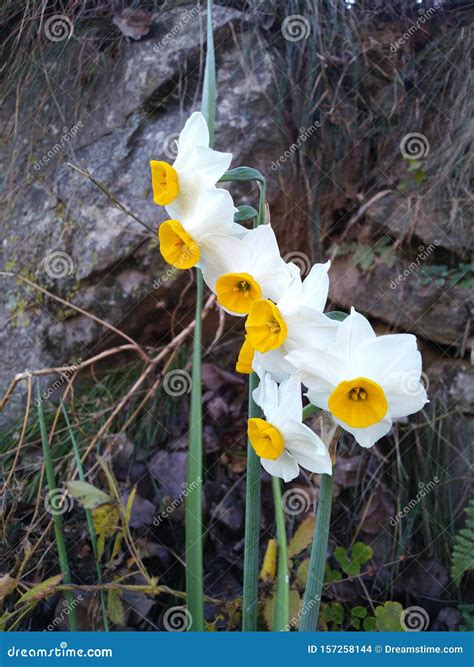 Himalayan Flowers Stock Photo Image Of Kullu Flower 157258144