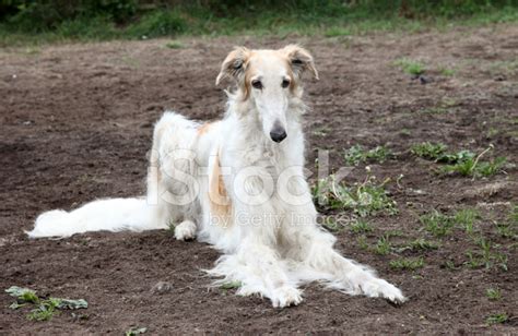 Russian Borzoi Puppy 5 Months Lying Stock Photo Royalty Free