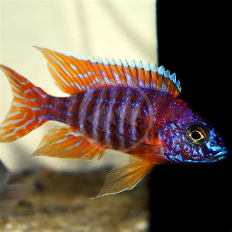 CICHLID - PEACOCK GERMAN RED Aulonocara sp. "German Red" - Aquatics ...