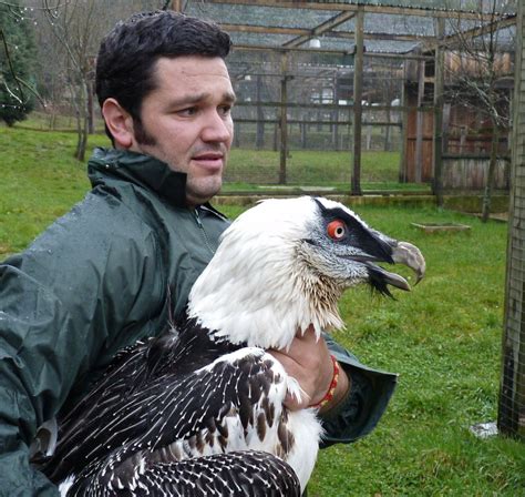 Bearded Vulture (Lammergeyer), Andalusia, Spain --- Quebrantahuesos ...