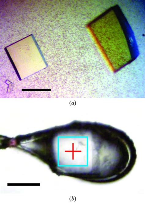 Iucr Purification Crystallization And Preliminary X Ray Diffraction