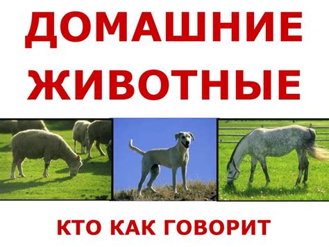 Домашние животные. Кто как говорит - презентация онлайн