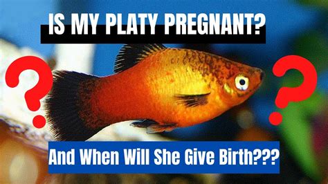 How To Tell If My Platy Is Pregnant And When Will She Give Brith