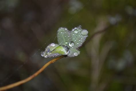 Kostenlose Foto Wasser Natur Gras Ast Tau Pflanze Fotografie