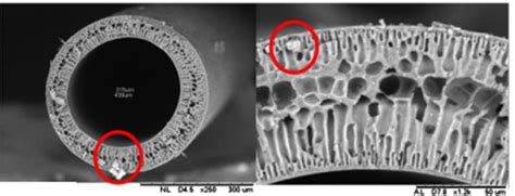 Sem Image Of Cross Sectional Morphology Of Psf Hinm Hollow Fiber