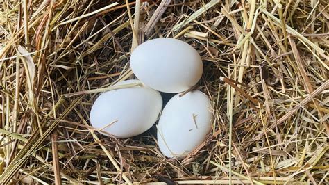 Как сделать подкладные яйца 🐣 - YouTube