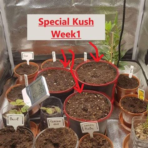 Royal Queen Seeds Special Kush 1 Grow Journal By BobTheHob GrowDiaries