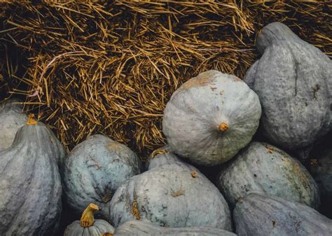 Quels L Gumes Ne Pas Planter C T Des Courgettes Erreurs Viter