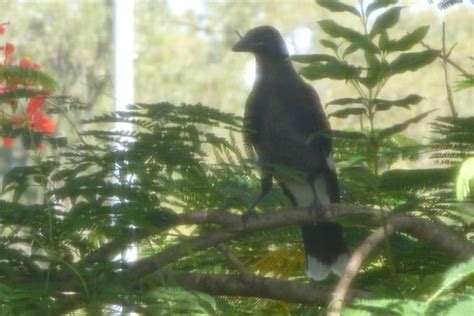 Big baby currawong | BIRDS in BACKYARDS