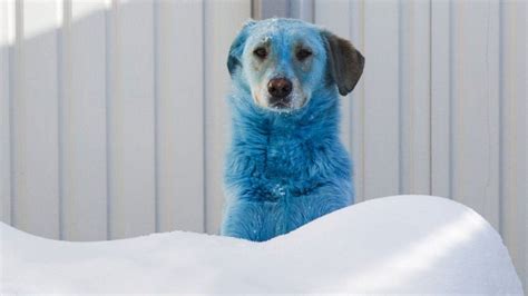 Russias Stray Dogs With Bright Coloured Fur Pictures Bbc News