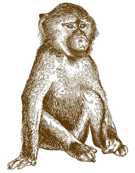 Baboon Face Drawing Illustrations, Royalty-Free Vector Graphics & Clip Art - iStock