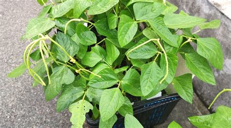 How To Grow Green Beans In Pots Or Containers