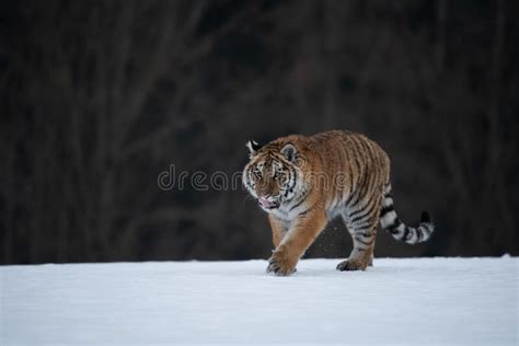 Siberian Tiger Running in Snow. Stock Image - Image of remote, birches ...