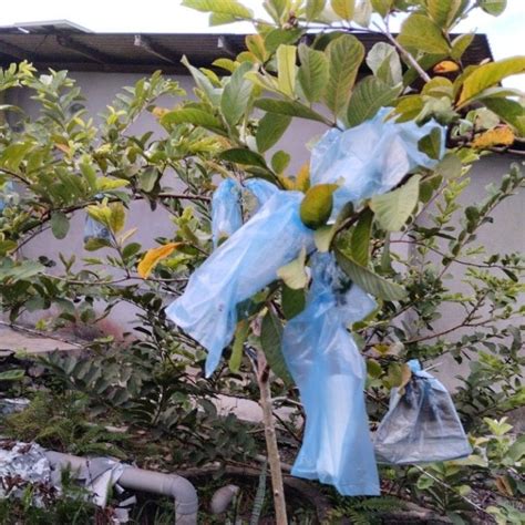 Anak Pokok Jambu Batu Lohan Sedap Dimakan Manis Murah Viral Shopee