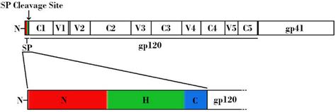 Schematic linear representation of the nascent HIV-1 Envelope (Env ... 