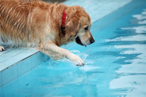 Homer, the Golden Retriever: A Day in the Pool