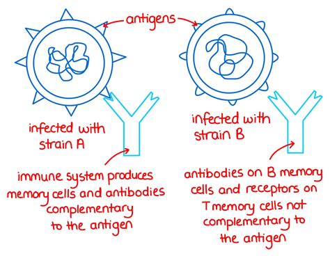 Vaccines and Antigenic Variation - Immunity Ep 3 - Zoë Huggett Tutorials