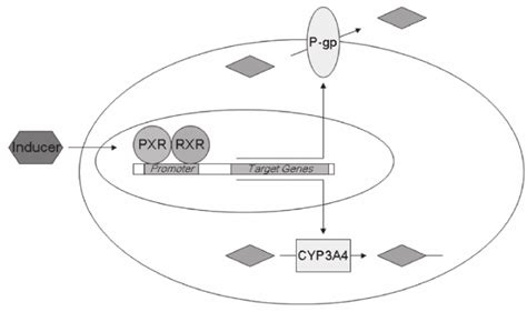 Mechanism Of PXR Mediated Gene Induction Exposure Of Cells To Inducing