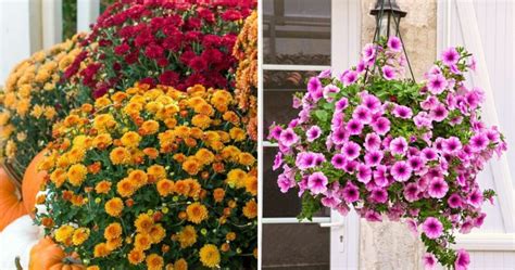 20 Front Porch Plants That Will Boost Your Curb Appeal