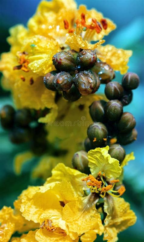 Peltophorum Pterocarpum Known As Copperpod Yellow Flamboyant