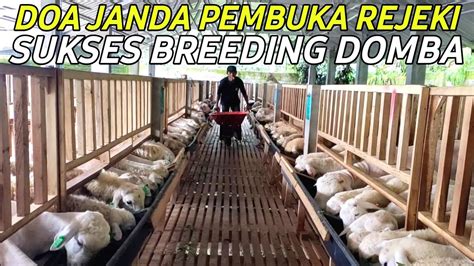 SUKSES BREEDING DOMBA 200 INDUKAN BUNTING BERSAMA PAKAN HIJAUAN SEGAR