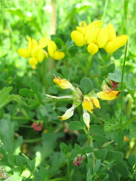 Bird’s-foot trefoil | Plant-Lore