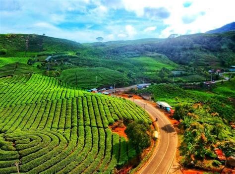 Mengenal Perkembangan Kebun Teh Alahan Panjang Solok Yang Asri Dan