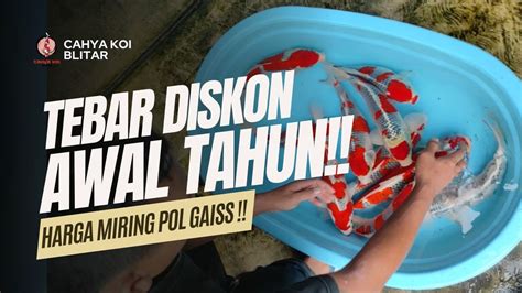 BELANJA KOI DI CAHYA KOI BLITAR PASTI DIKASIH HARGA MURAH BOLO