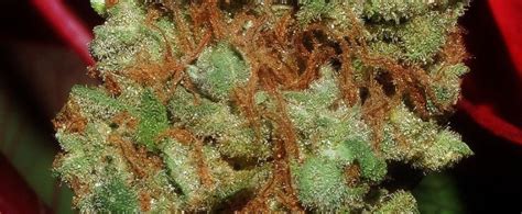 Sour Alien Weed Strain Review And Information